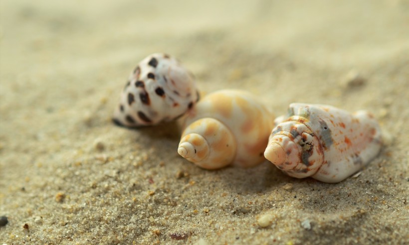 海洋生物海螺图片