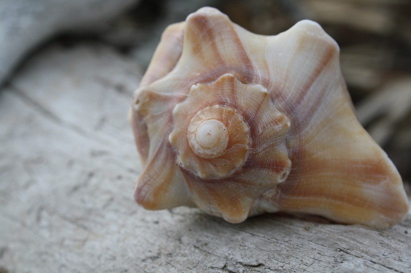 海洋生物海螺图片
