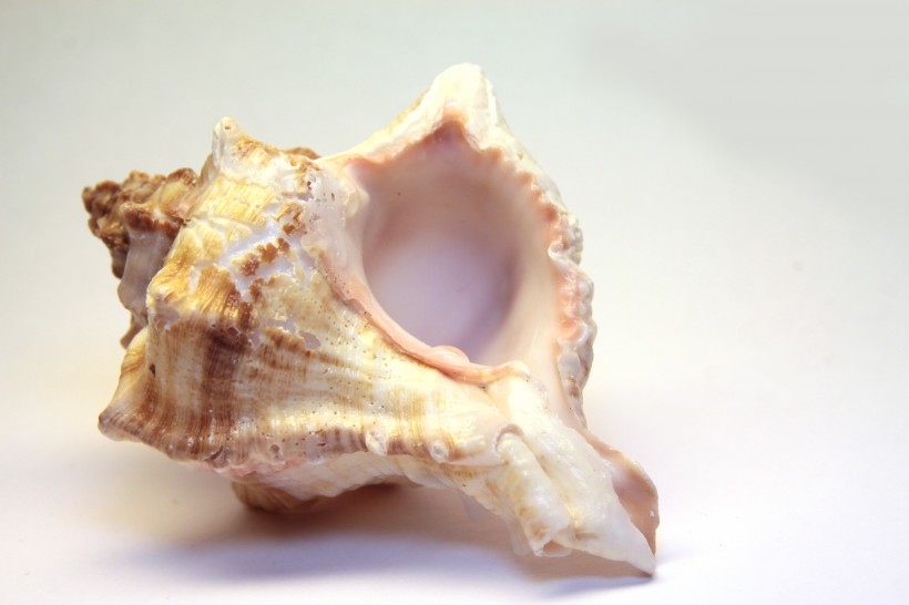 海洋生物海螺图片