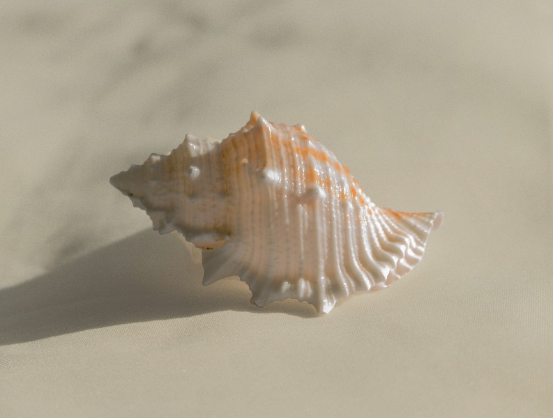 海洋生物海螺图片