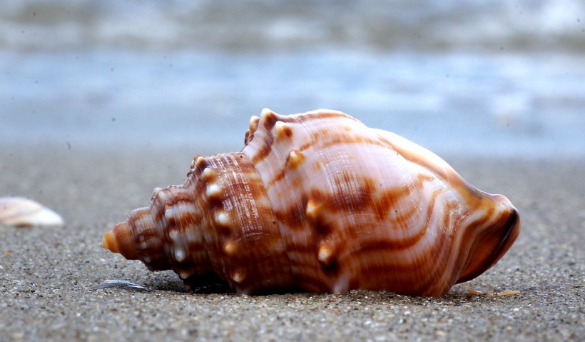 海洋生物海螺图片
