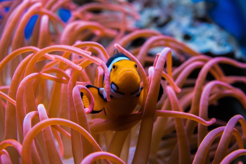海洋生物遨游中的小丑鱼图片