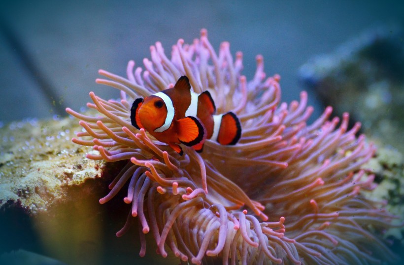 海洋生物遨游中的小丑鱼图片