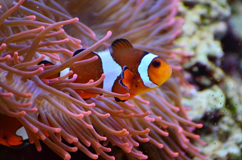 海洋生物遨游中的小丑鱼图片