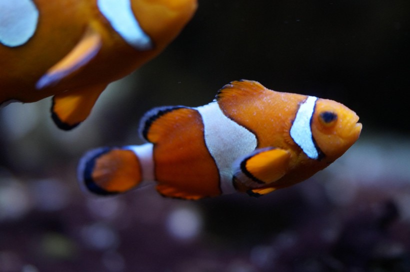 海洋生物遨游中的小丑鱼图片