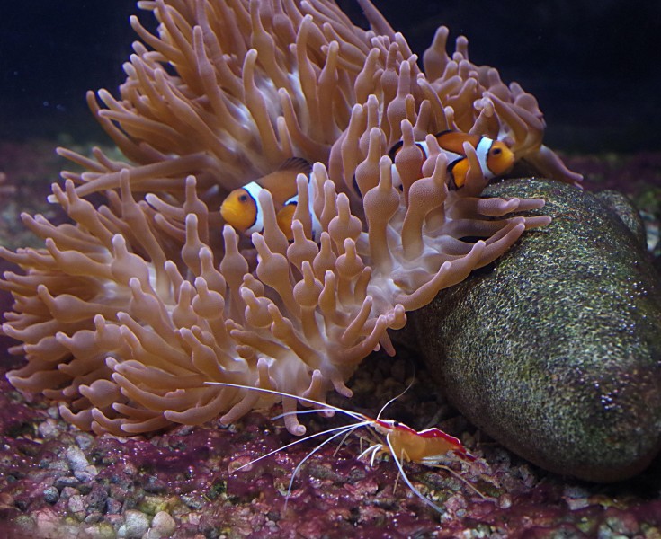 海洋生物遨游中的小丑鱼图片