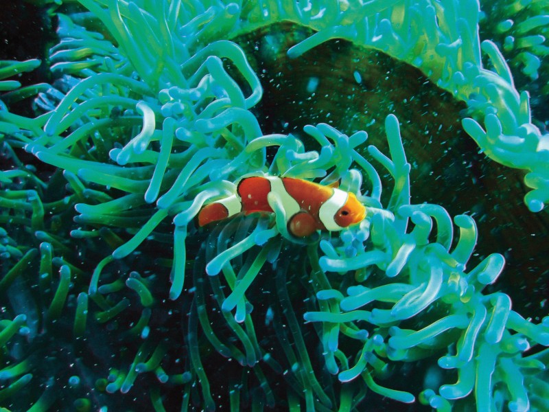 海洋生物遨游中的小丑鱼图片