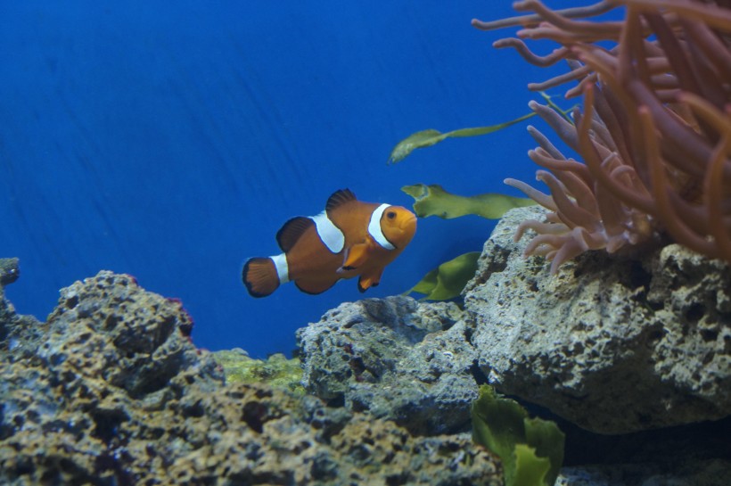 海洋生物遨游中的小丑鱼图片