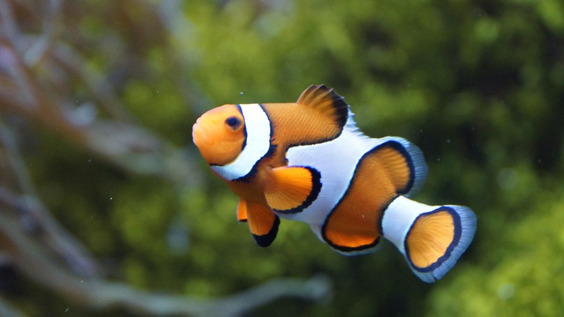 海洋生物遨游中的小丑鱼图片
