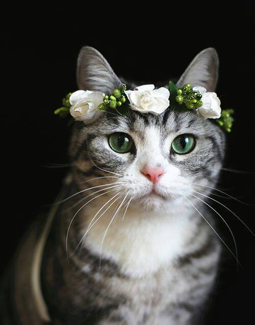 头戴花环的可爱猫咪头像图片 萌猫头像图片