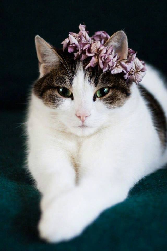 头戴花环的可爱猫咪头像图片 萌猫头像图片