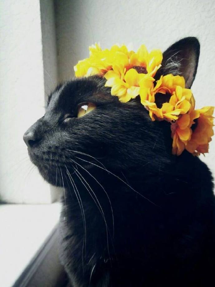 头戴花环的可爱猫咪头像图片 萌猫头像图片