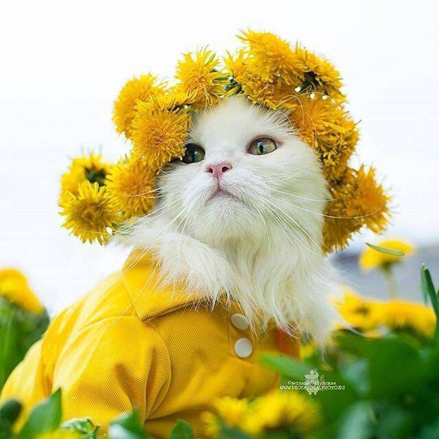 头戴花环的可爱猫咪头像图片 萌猫头像图片