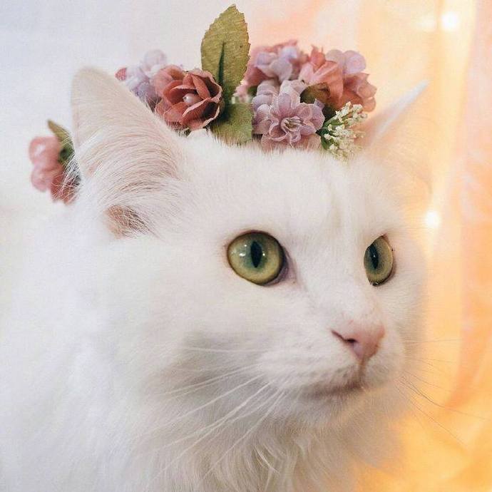 头戴花环的可爱猫咪头像图片 萌猫头像图片