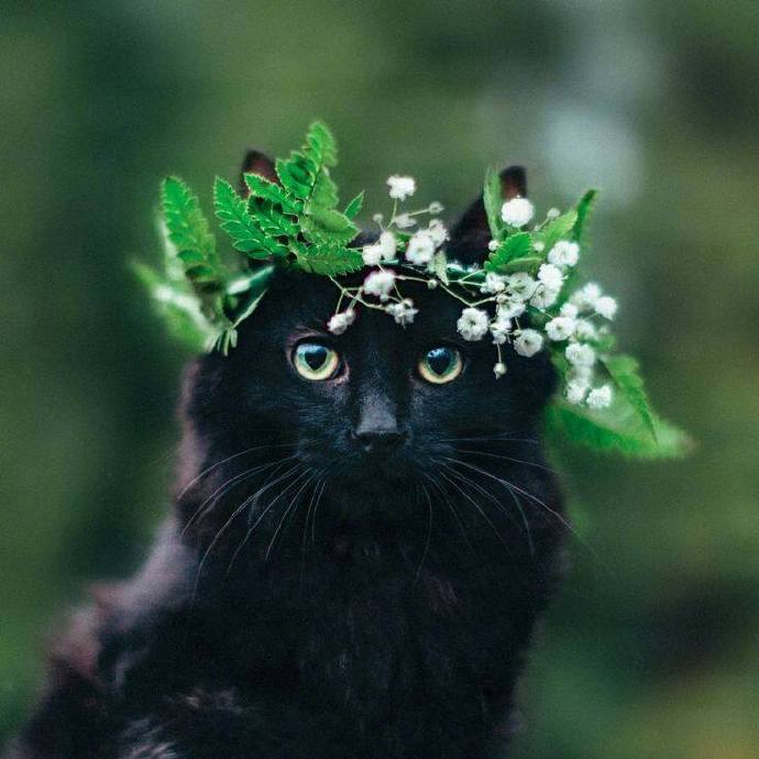 头戴花环的可爱猫咪头像图片 萌猫头像图片
