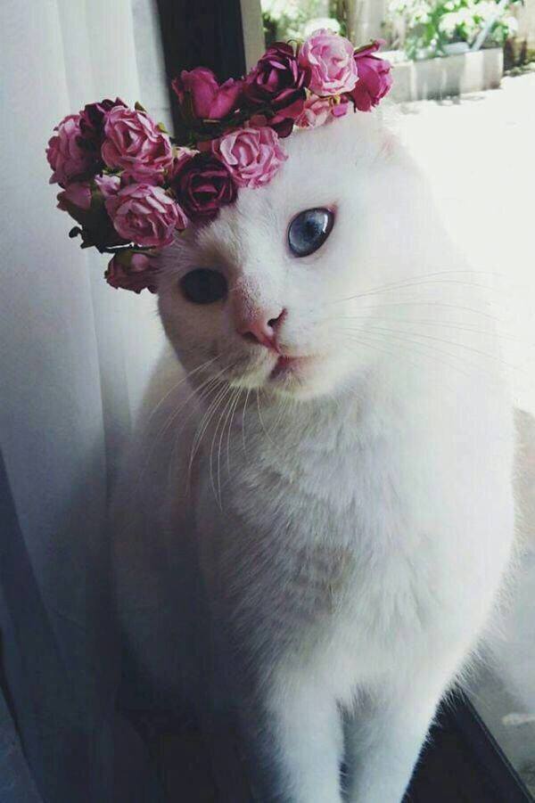 头戴花环的可爱猫咪头像图片 萌猫头像图片