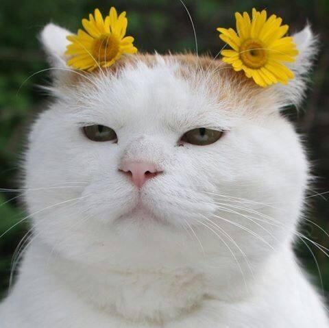 头戴花环的可爱猫咪头像图片 萌猫头像图片