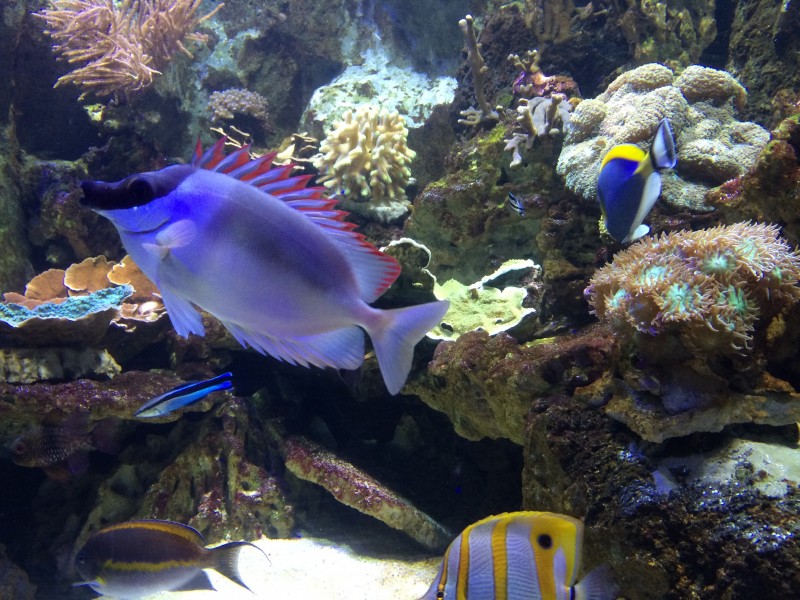 神秘的海底世界海洋生物图片