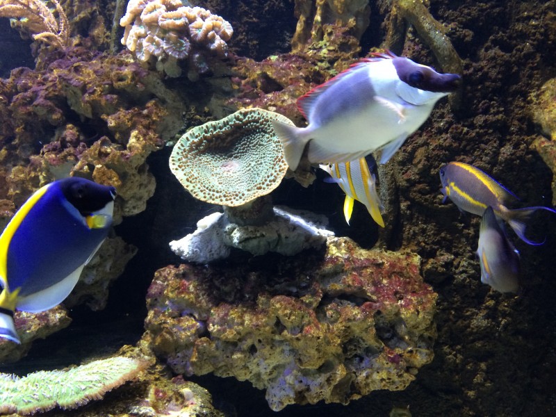 神秘的海底世界海洋生物图片