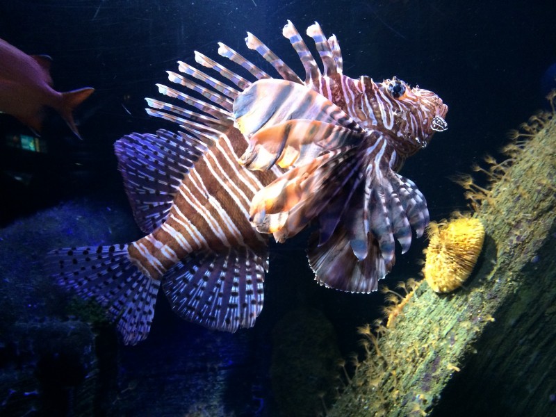 神秘的海底世界海洋生物图片
