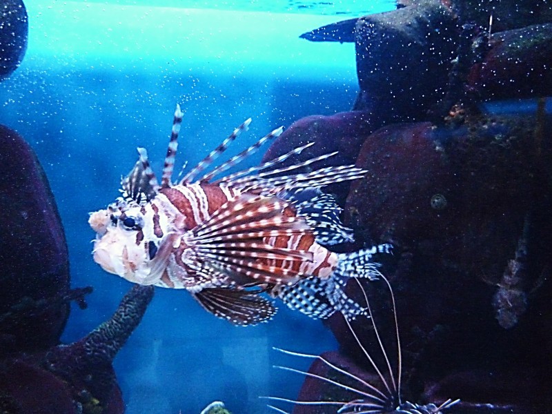 神秘的海底世界海洋生物图片