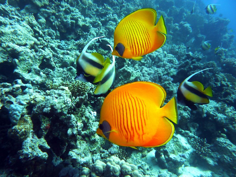 神秘的海底世界海洋生物图片