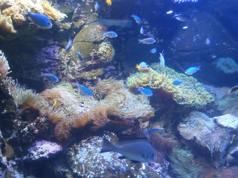 神秘的海底世界海洋生物图片