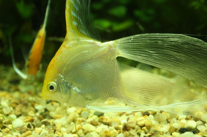 神秘的海底世界海洋生物图片