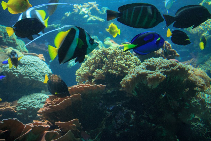 神秘的海底世界海洋生物图片