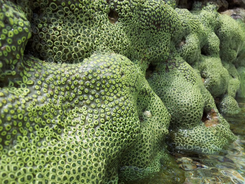 海底世界里的珊瑚图片