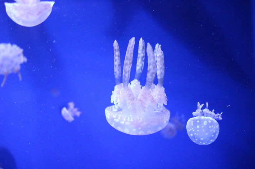 海洋生物随着海水四处游荡的水母图片