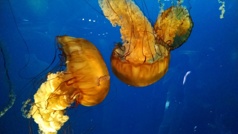 海洋生物随着海水四处游荡的水母图片