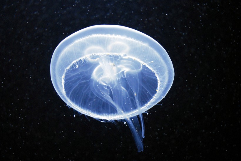 海洋生物随着海水四处游荡的水母图片