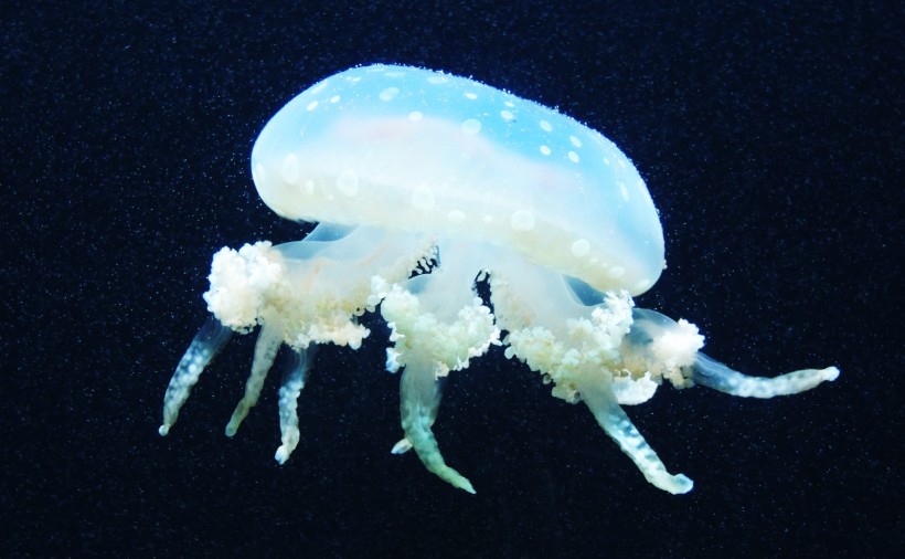 海洋生物随着海水四处游荡的水母图片