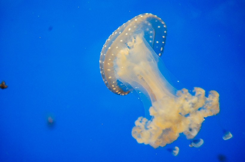 海洋生物随着海水四处游荡的水母图片