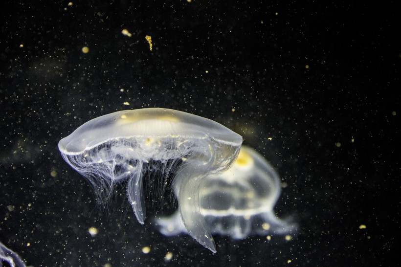 海洋生物随着海水四处游荡的水母图片