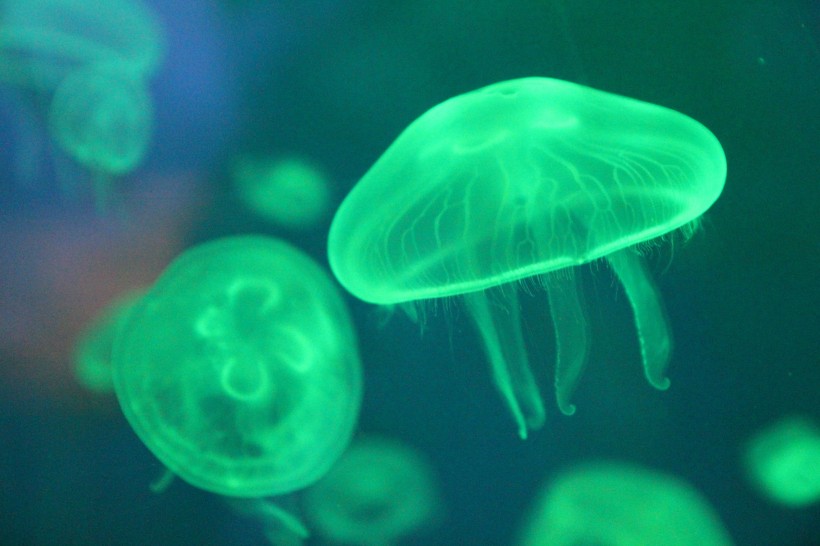 海洋生物随着海水四处游荡的水母图片