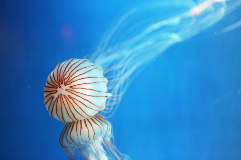 海洋生物随着海水四处游荡的水母图片