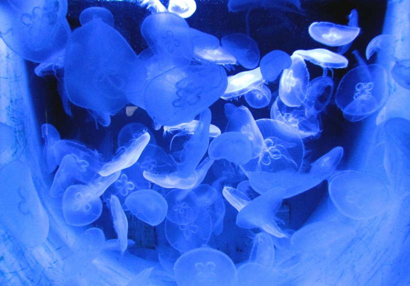 海洋生物随着海水四处游荡的水母图片