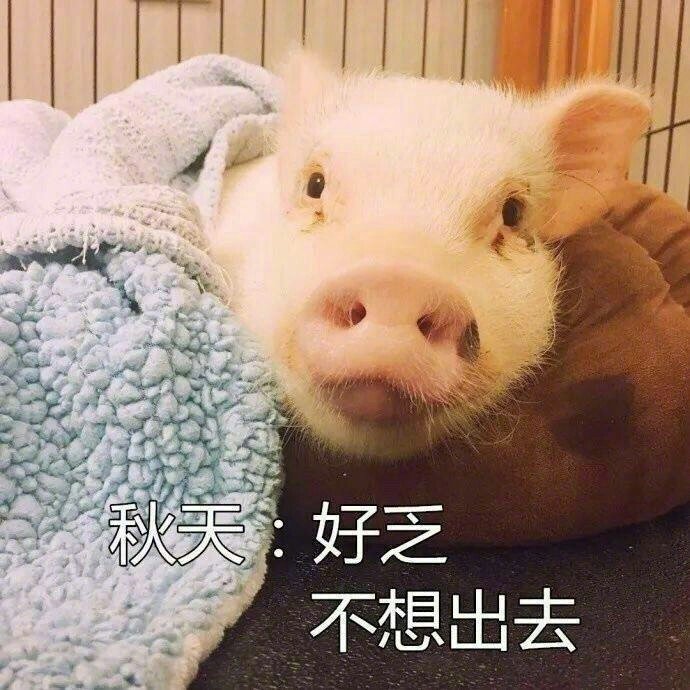 微信表情包 我太难了表情包图片