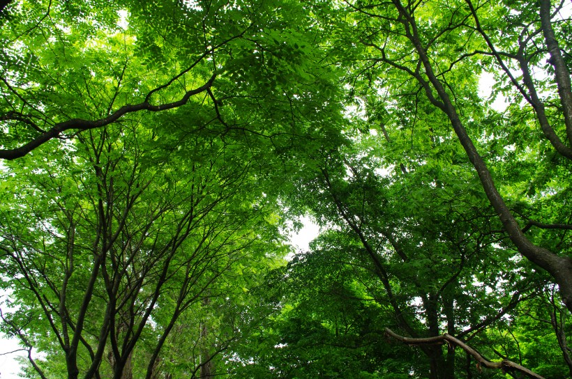 郁郁葱葱的绿色树林风景图片
