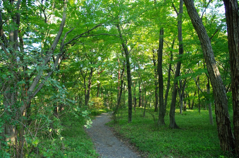 郁郁葱葱的绿色树林风景图片