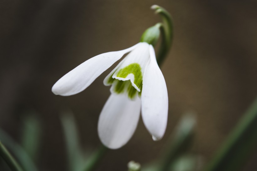 纯洁如雪的雪滴花又名雪花莲图片