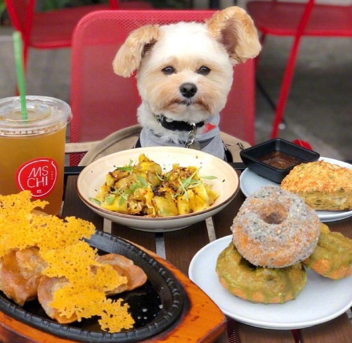 汪星人Popeye的美食秀 小型雪纳瑞犬图片