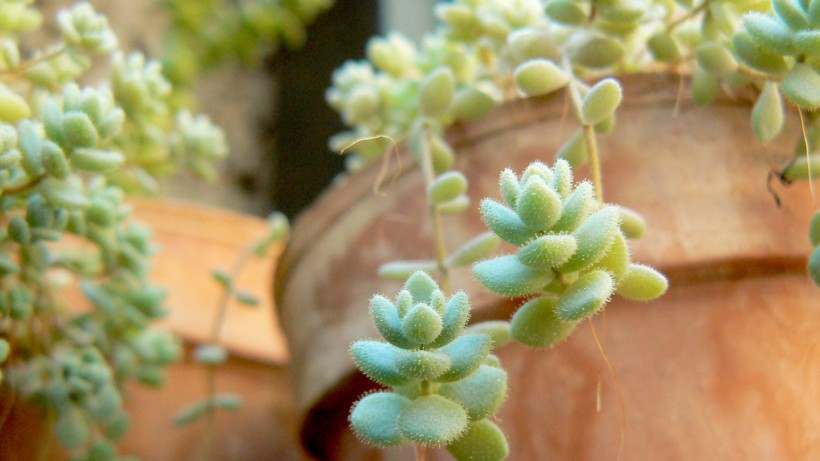 超级无敌可爱的多肉植物桌面壁纸图片
