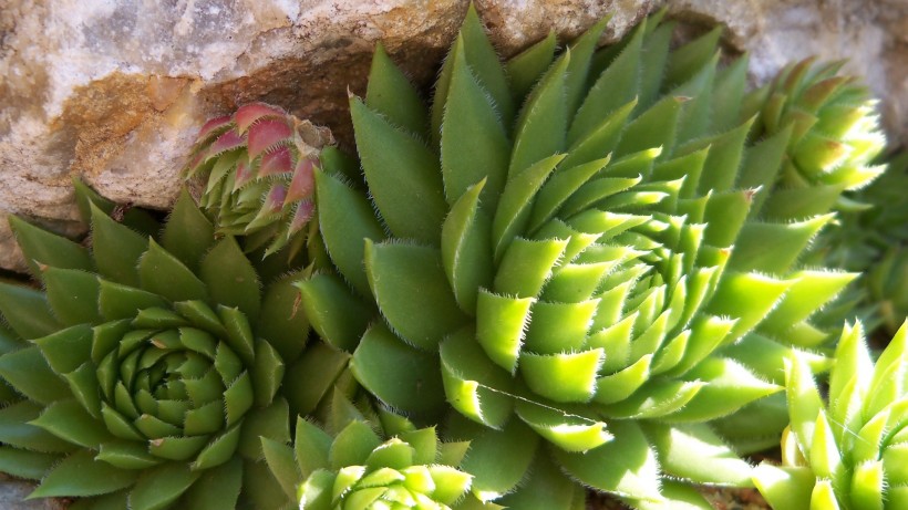 超级无敌可爱的多肉植物桌面壁纸图片