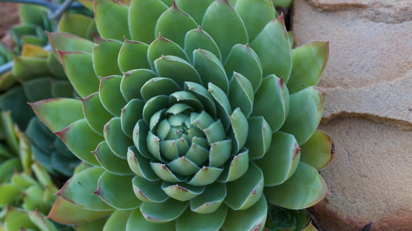 超级无敌可爱的多肉植物桌面壁纸图片
