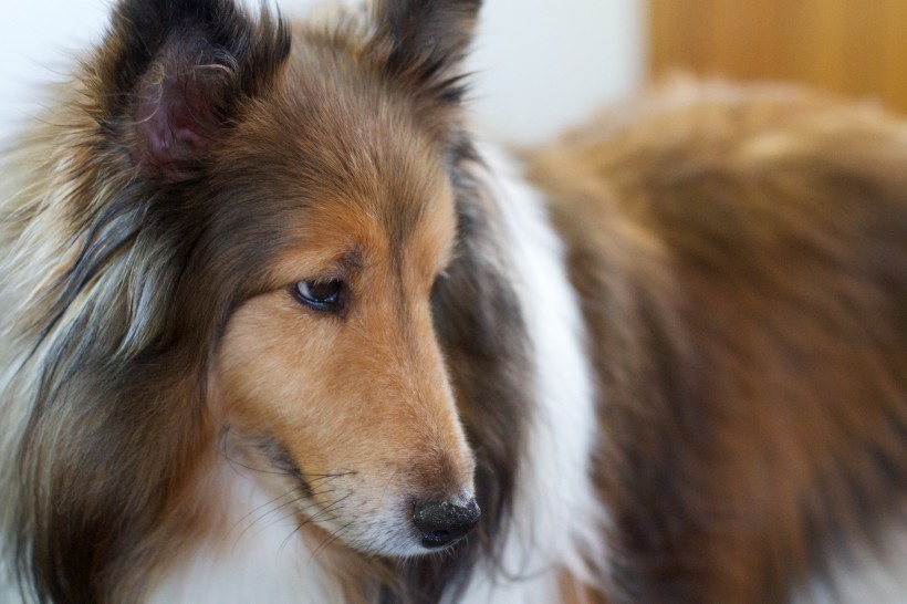 宠物狗狗图片忠实可靠的乐蒂牧羊犬图片
