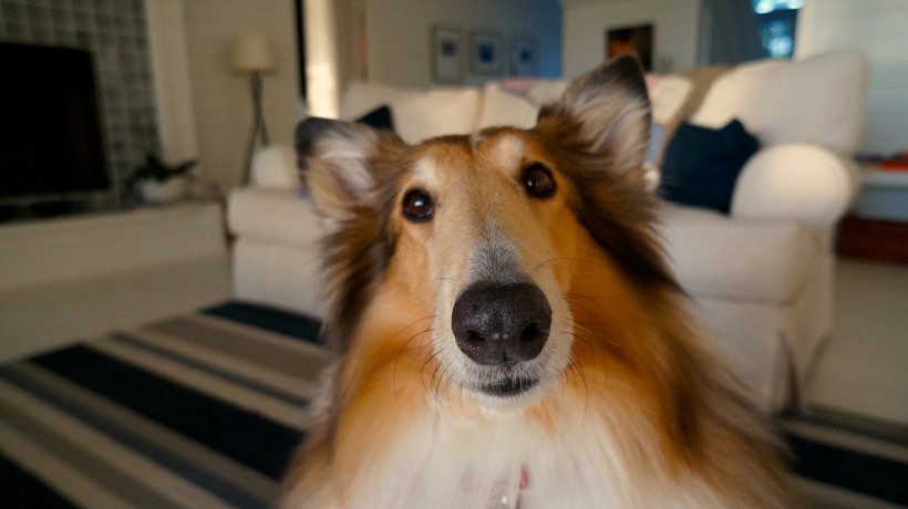 宠物狗狗图片忠实可靠的乐蒂牧羊犬图片