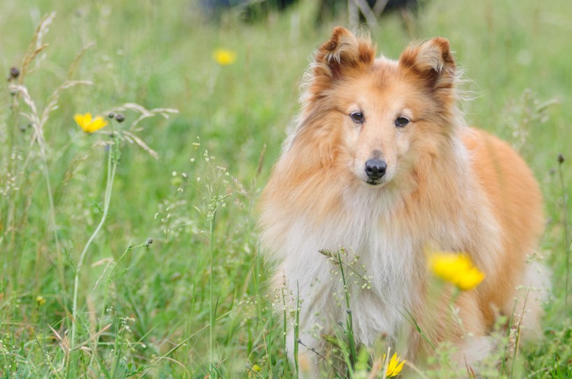 宠物狗狗图片忠实可靠的乐蒂牧羊犬图片